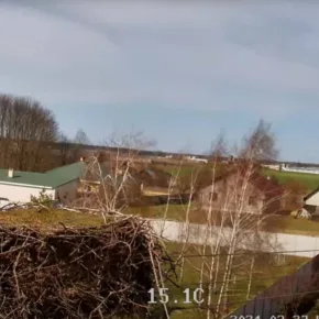 Гнездо аиста, Брест картинка