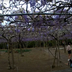 Tamsui Wisteria Garden thumbnail