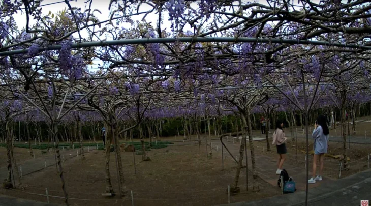 Tamsui Wisteria Garden thumbnail