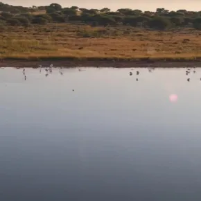 Kamfers Barajı, Flamingo küçük resim