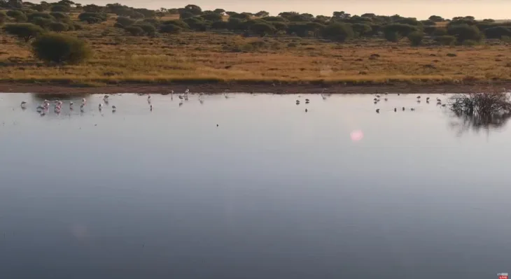 Kamfers Dam, Flamingo thumbnail