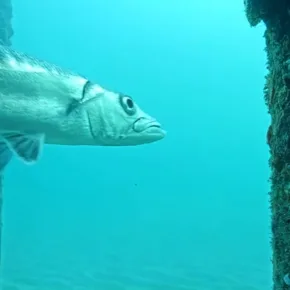 ポンパノビーチ海中 サムネイル