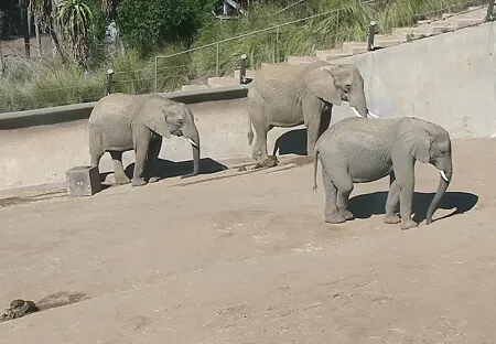 California, San Diego Zoo, Elephants thumbnail
