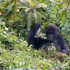 Grace Center, Gorilla thumbnail