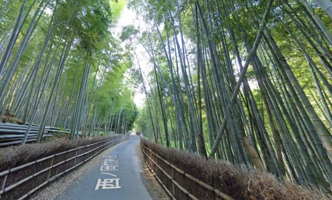 京都、竹の道 サムネイル