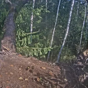 Black stork nest thumbnail