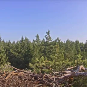 Osprey Yuvası küçük resim