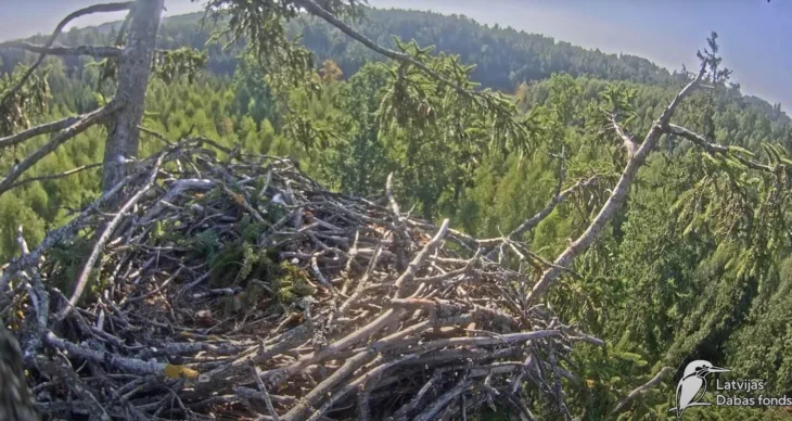 White-tailed eagle nest thumbnail