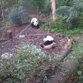 Chengdu Panda Üssü küçük resim