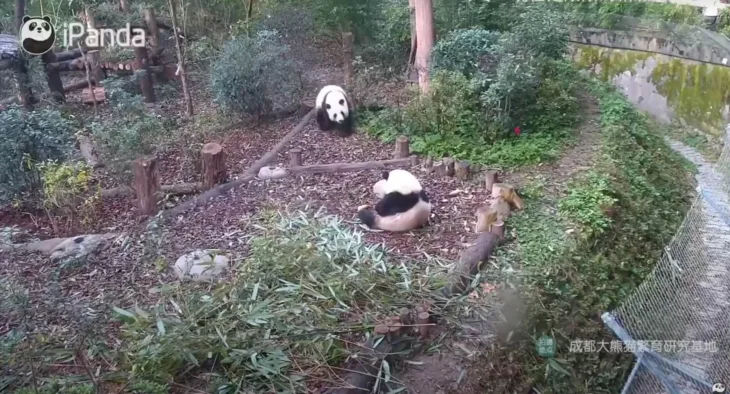 Base del panda de Chengdu miniatura