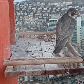 Josefstrasse Falcon Perch thumbnail