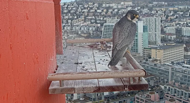 Josefstrasse Falcon Perch thumbnail