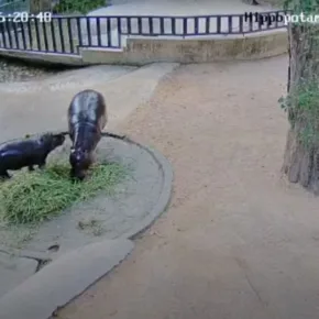 チョンブリ動物園のカバ サムネイル