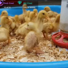 子ガモ サムネイル