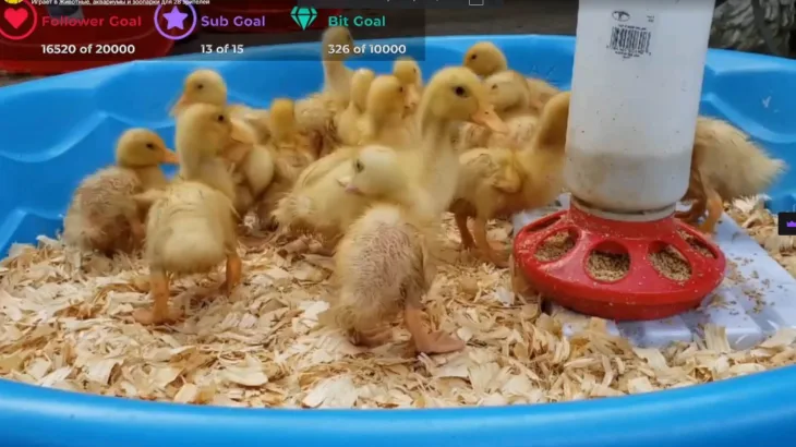 子ガモ サムネイル