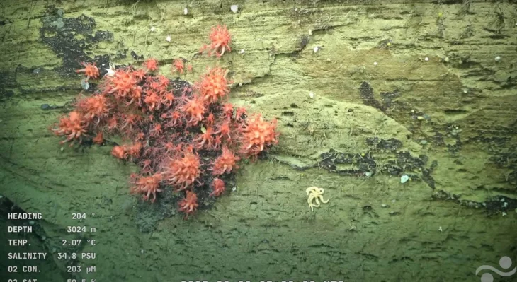 Mar del Plata Canyon thumbnail