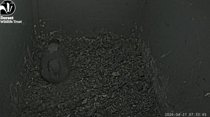 Barn Owls, Weymouth thumbnail