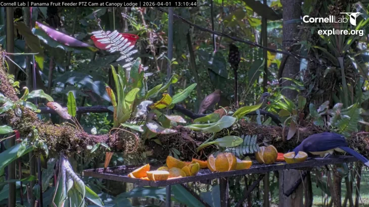 Tropical Birds thumbnail
