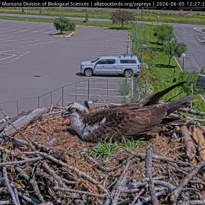 Hellgate Osprey Nest Cam thumbnail